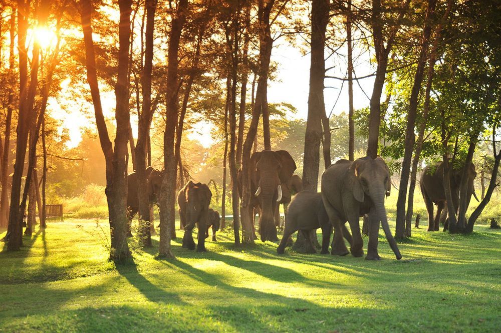 Three Cities Thorntree River Lodge Livingstone Exteriör bild